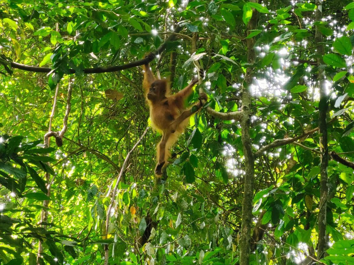 Asim Paris Guesthouse & Jungle Trekking บูกิตลาวัง ภายนอก รูปภาพ