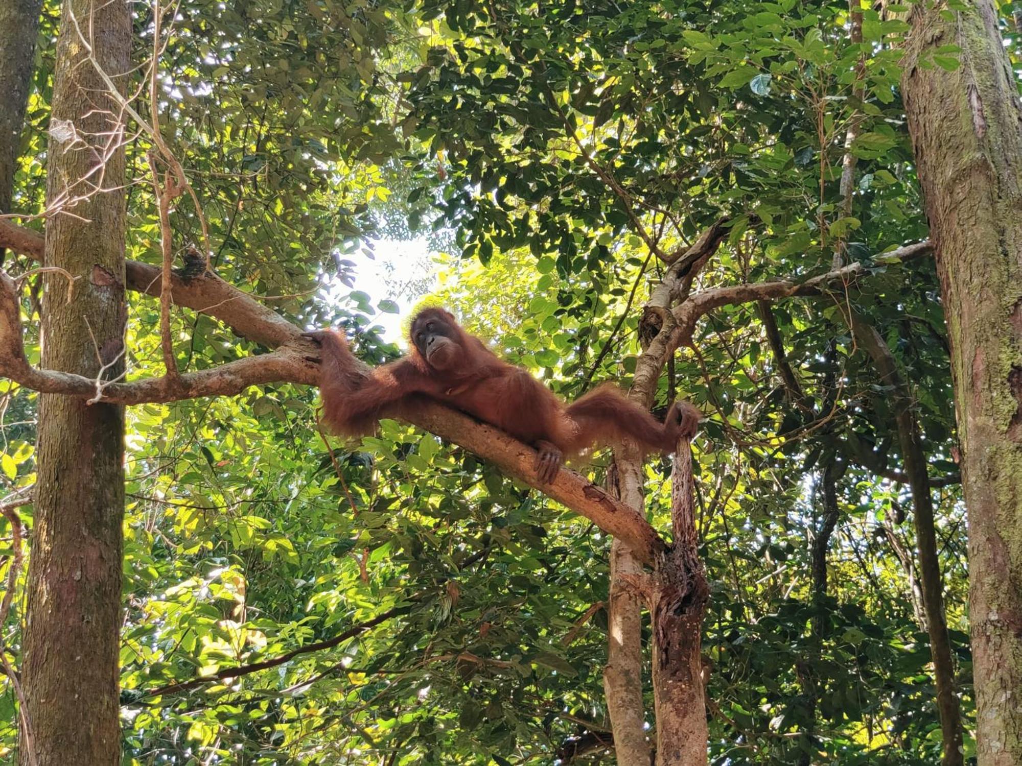Asim Paris Guesthouse & Jungle Trekking บูกิตลาวัง ภายนอก รูปภาพ