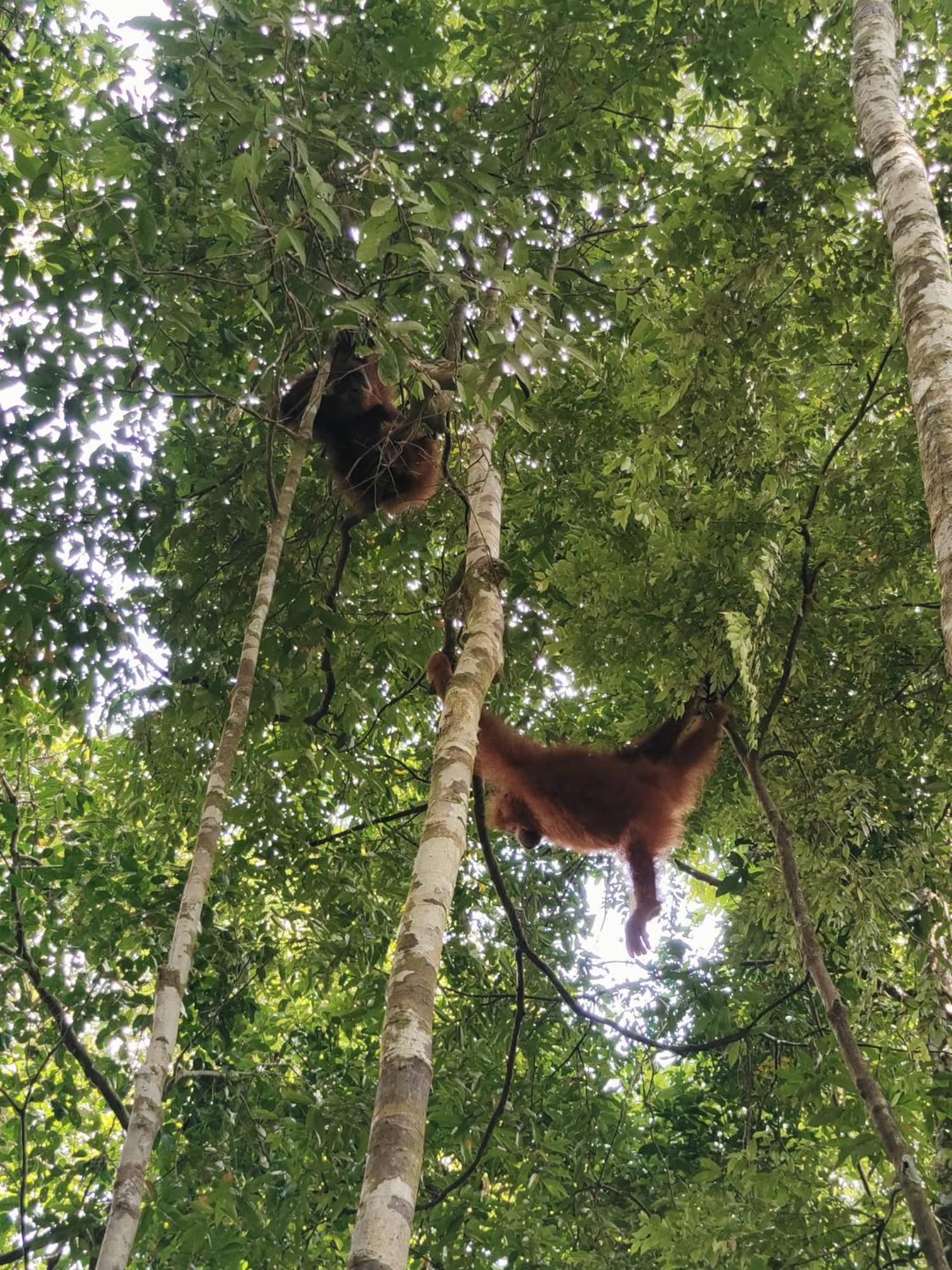 Asim Paris Guesthouse & Jungle Trekking บูกิตลาวัง ภายนอก รูปภาพ