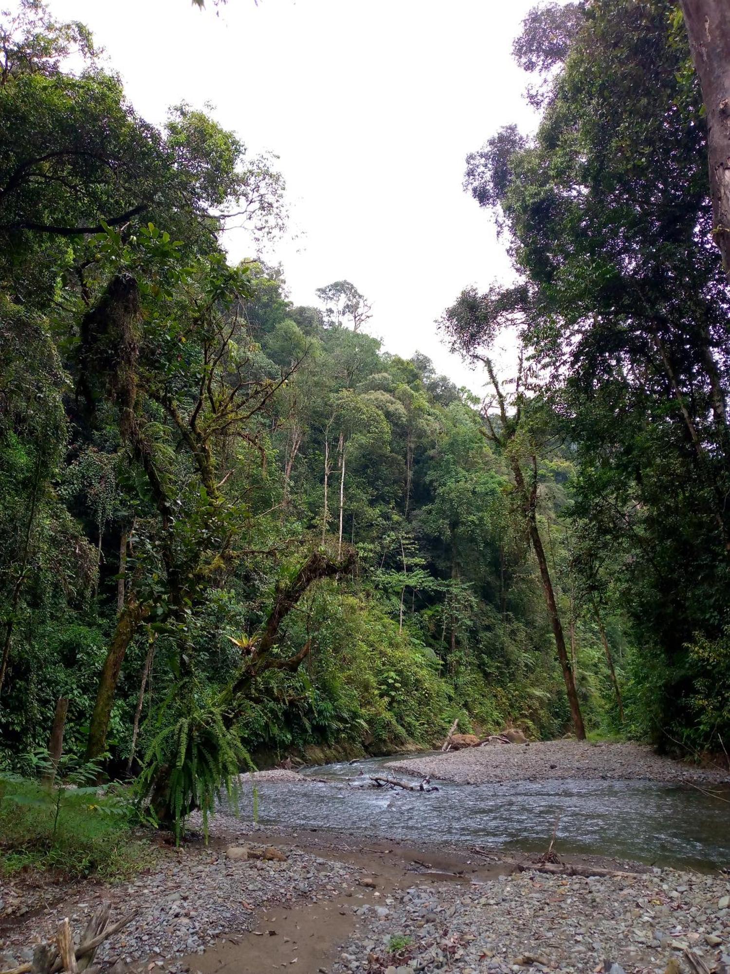 Asim Paris Guesthouse & Jungle Trekking บูกิตลาวัง ภายนอก รูปภาพ