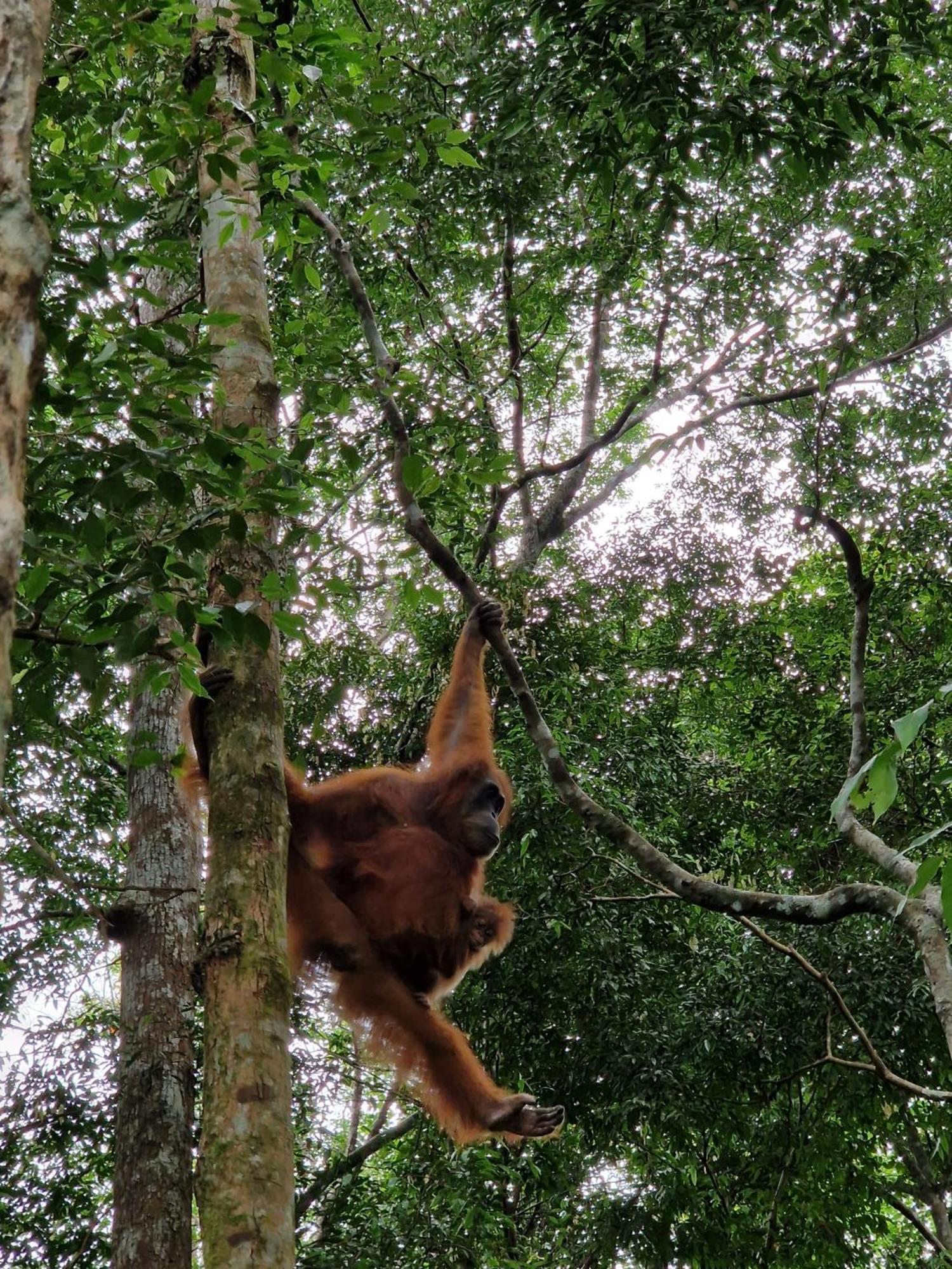 Asim Paris Guesthouse & Jungle Trekking บูกิตลาวัง ภายนอก รูปภาพ
