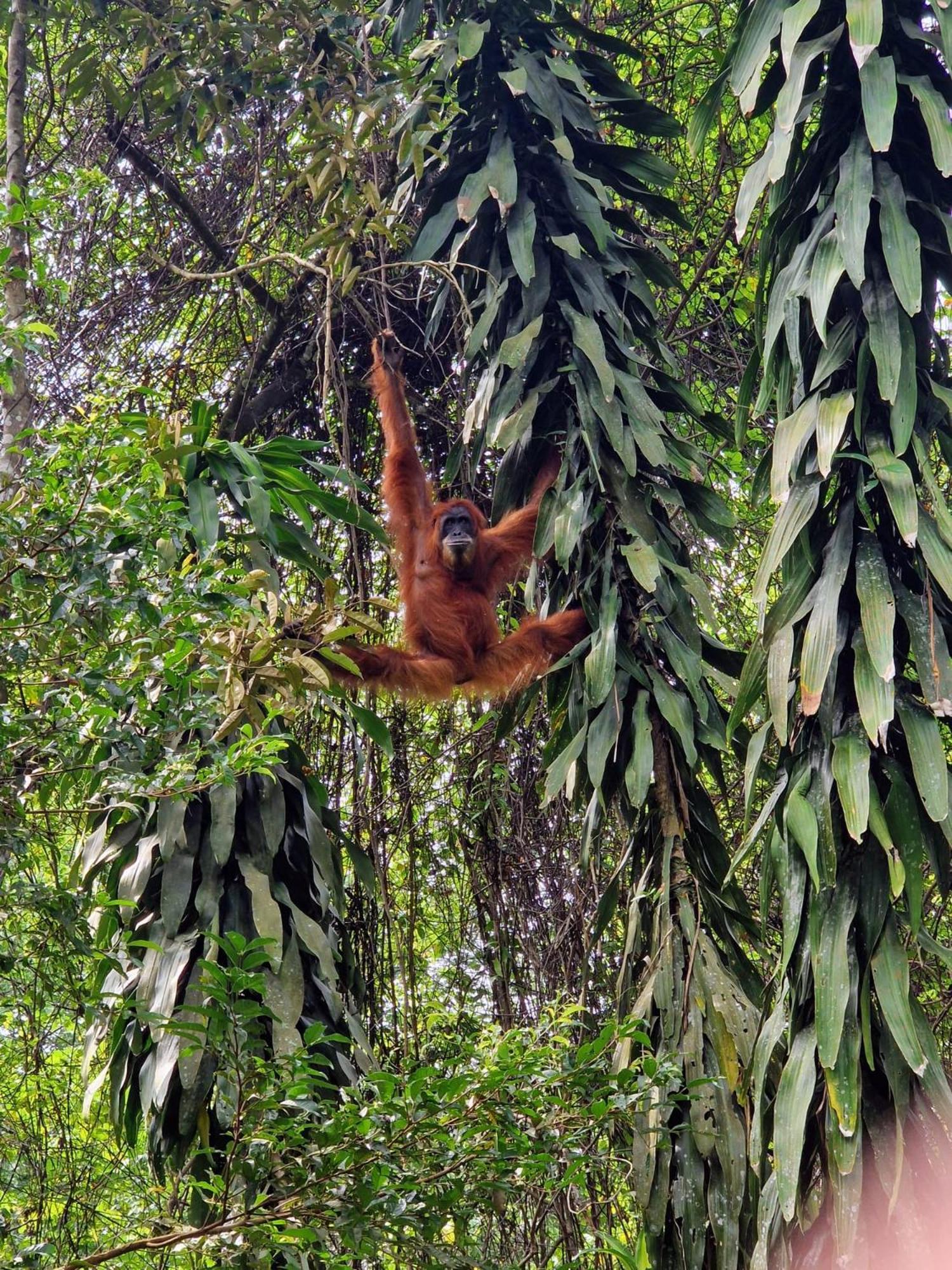 Asim Paris Guesthouse & Jungle Trekking บูกิตลาวัง ภายนอก รูปภาพ